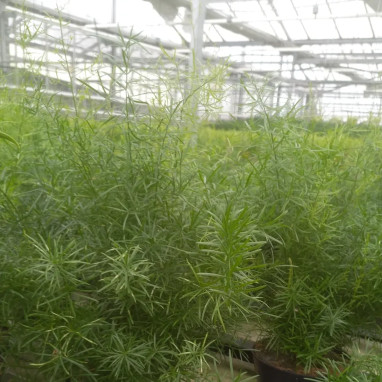 Asparagus 'Sprengeri' - Asparagus | Achat direct au producteur