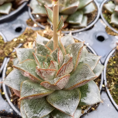 Echeveria purpusorum 'Purpureum' - Echeveria | Achat producteur