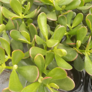 Crassula ovata 'Sunset' - Crassula | Achat direct au producteur