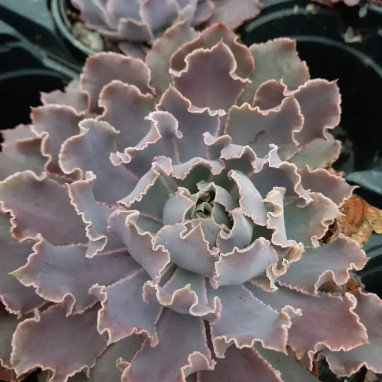 Echeveria Pink Frills - Echeveria | Achat direct au producteur