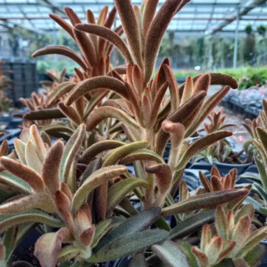 Kalanchoé 'Chocolate Soldier' - Kalanchoe | Achat direct au producteur