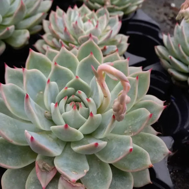 Echeveria parva - Echeveria | Achat direct au producteur