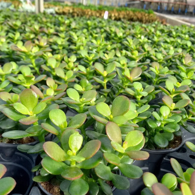 Crassula minor - Crassula | Achat direct au producteur