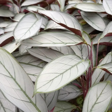 Ctenanthe setosa 'Greystar' - Ctenanthe | Achat direct au producteur