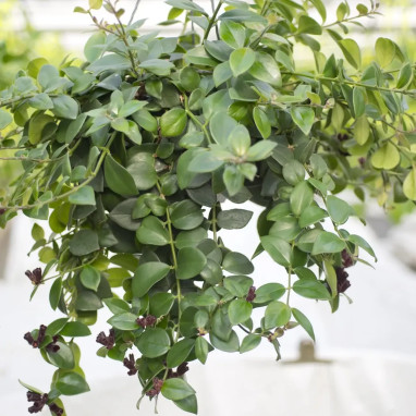 Aeschynanthus 'Mona Lisa' | Achat direct au producteur