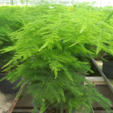 Asparagus plumosus - Asparagus | Achat direct au producteur