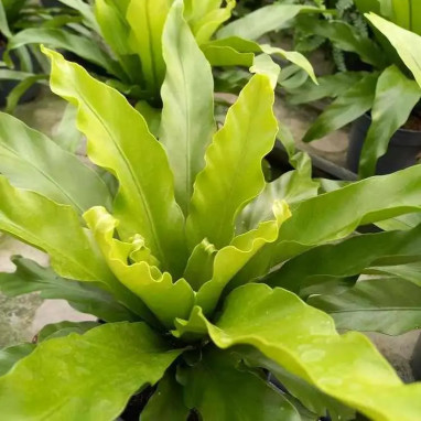 Asplenium antiquum 'Leslie' - Asplenium | Achat direct au producteur