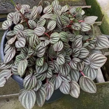 Peperomia albovittata Piccolo Banda | Achat direct au producteur