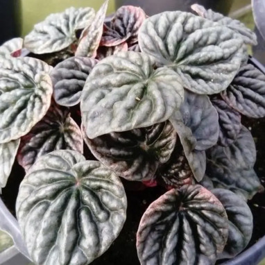 Peperomia caperata Burgundy - Peperomia | Achat direct au producteur