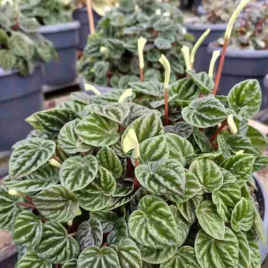 Peperomia caperata 'Emerald Ripple' | Achat direct au producteur