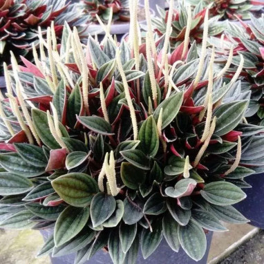 Peperomia caperata Rosso - Peperomia | Achat direct au producteur