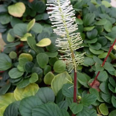 Peperomia fraseri - Peperomia | Achat direct au producteur