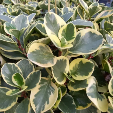 Peperomia obtusifolia 'Green Gold' - Peperomia | Achat en ligne