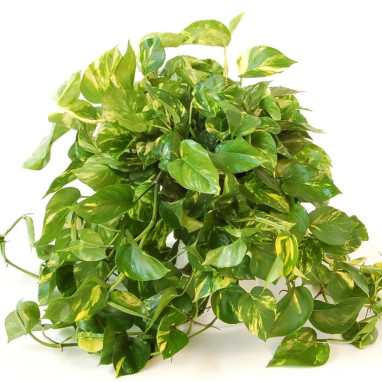 Pothos aureus - Epipremnum | Achat direct au producteur