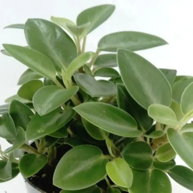 Peperomia orba Pixie Lime - Peperomia | Achat direct au producteur