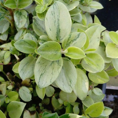 Peperomia Pepperspot - Peperomia | Achat direct au producteur