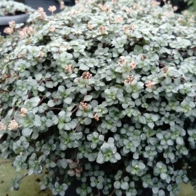 Pilea glauca 'Chique' | Achat direct au producteur