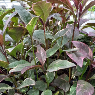 Pseuderanthemum atropurpureum | Achat direct au producteur