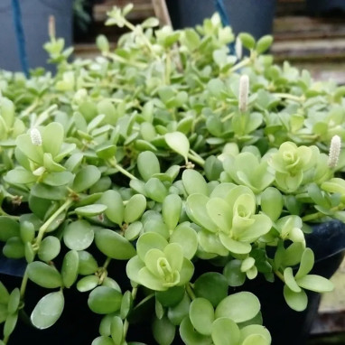 Pilea depressa 'Pittoresque' - Pilea | Achat direct au producteur