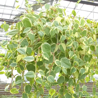 Peperomia scandens 'Variegata' - Peperomia | Achat producteur