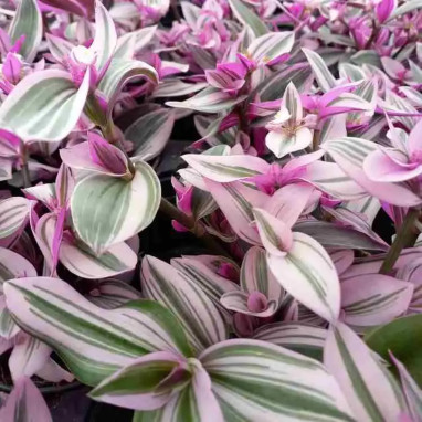 Tradescantia 'Nanouk' - Tradescantia | Achat direct au producteur