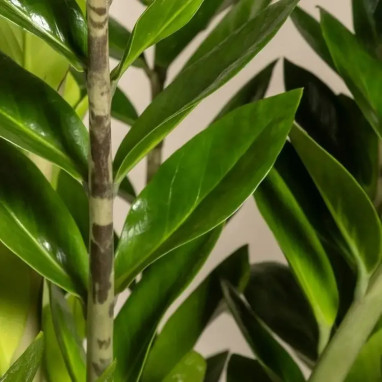 Zamioculcas zamiifolia - Zamioculcas | Achat direct au producteur