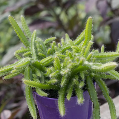 Aporocactus 'Sussex Flame' - Disocactus | Achat direct au producteur