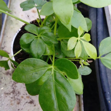 Schefflera arboricola | Achat direct au producteur
