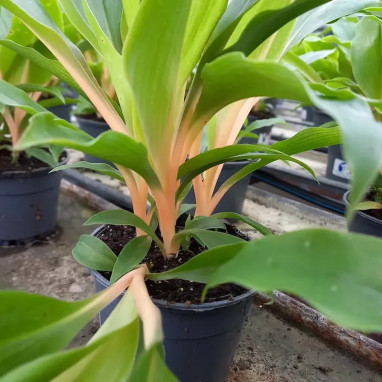 Chlorophytum orchidastrum 'Princess Mabel' | Achat producteur