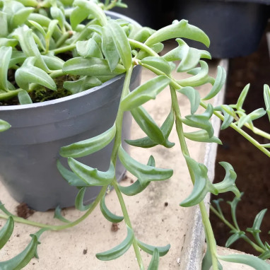 Plante dauphins - Senecio peregrinus | Achat direct au producteur