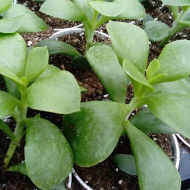 Cotyledon ladysmithiensis 'Green Ear' | Achat direct au producteur