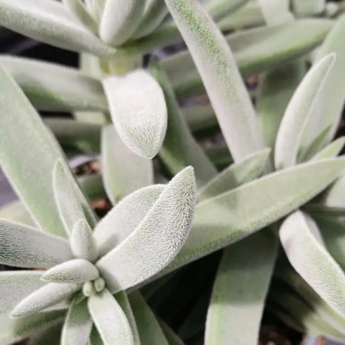 Crassula mesembryanthemoides 'Tenelli' | Achat direct au producteur