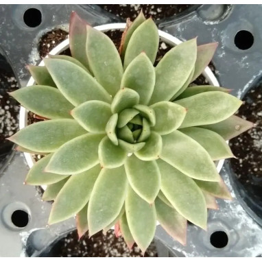 Echeveria agavoides 'Red Shades' - Echeveria | Achat producteur