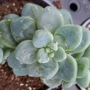 Echeveria amoena - Echeveria | Achat direct au producteur