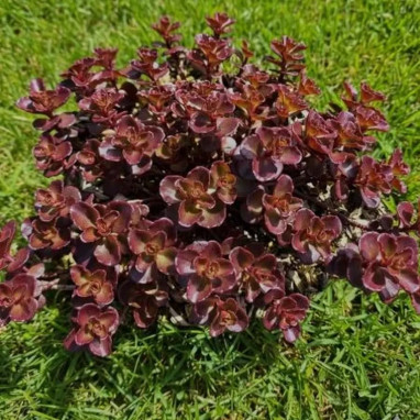 Echeveria 'After Glow' - Echeveria | Achat direct au producteur