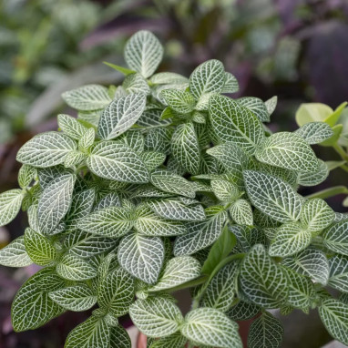Fittonia verschaffeltii argyroneura | Achat direct au producteur