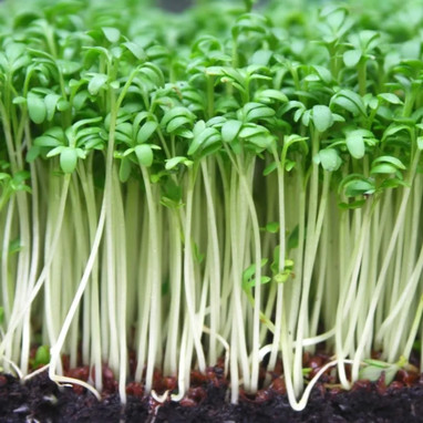 Cresson alénois - Lepidium sativum | Achat direct au producteur