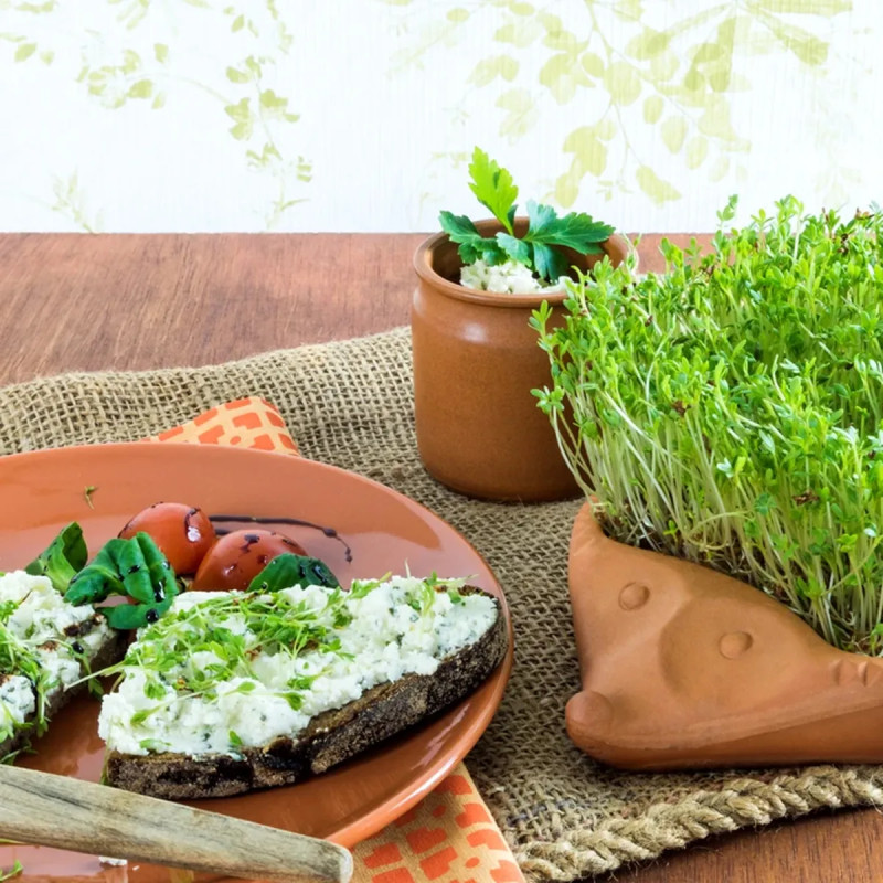 Cresson alénois - Lepidium sativum | Achat direct au producteur