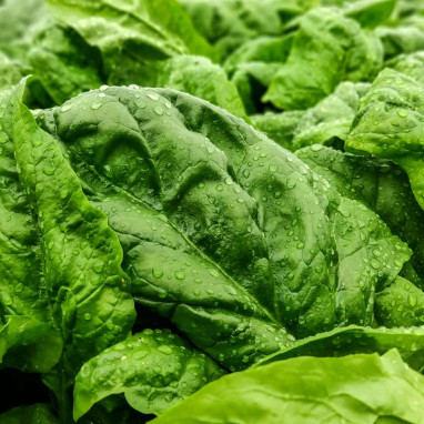 Épinard 'Matador' - Spinacia oleracea | Achat direct au producteur