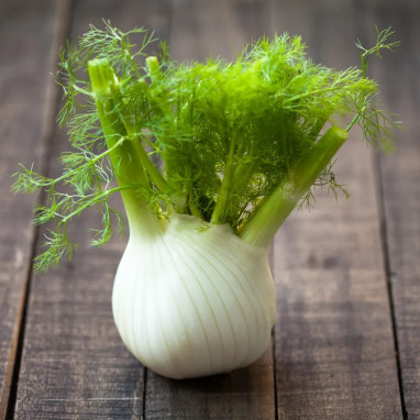 Fenouil doux de Florence - Foeniculum | Achat direct au producteur