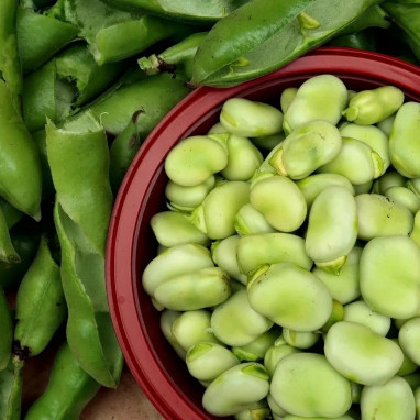 Fève 'Aguadulce' à très longue cosse - Vicia faba | Achat producteur