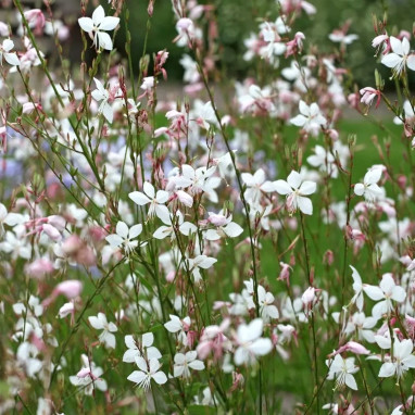 Gaura lindheimeri - Gaura | Achat direct au producteur