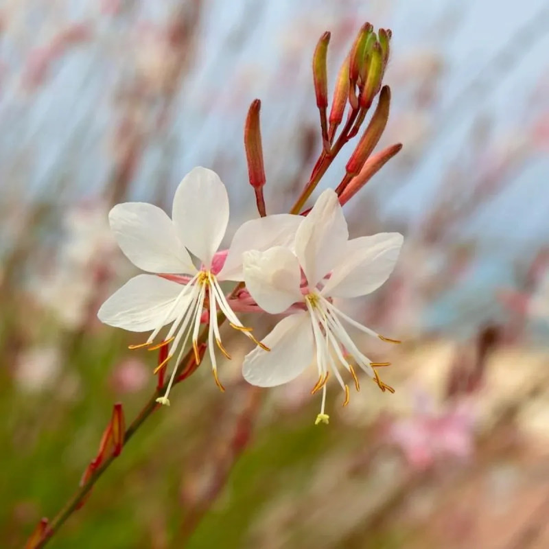 Gaura lindheimeri - Gaura | Achat direct au producteur