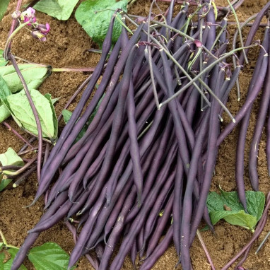 Haricot à rames 'Carminat' - Phaseolus | Achat direct au producteur