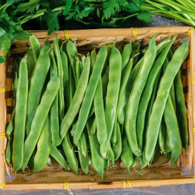 Haricot mangetout 'Helda' BIO - Phaseolus | Achat direct au producteur