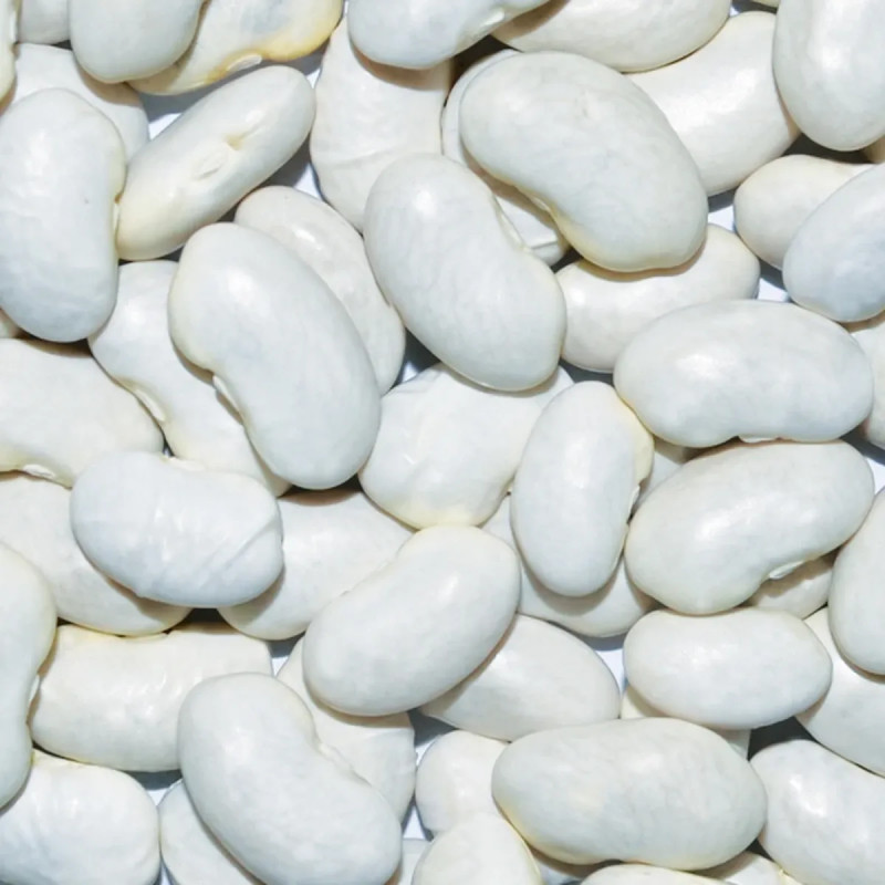 Haricot mangetout 'Helda' BIO - Phaseolus | Achat direct au producteur