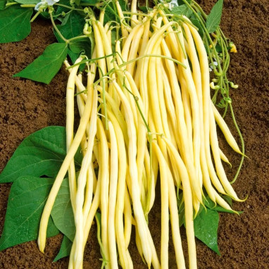 Haricot à rames 'Monte Gusto' - Phaseolus | Achat direct au producteur