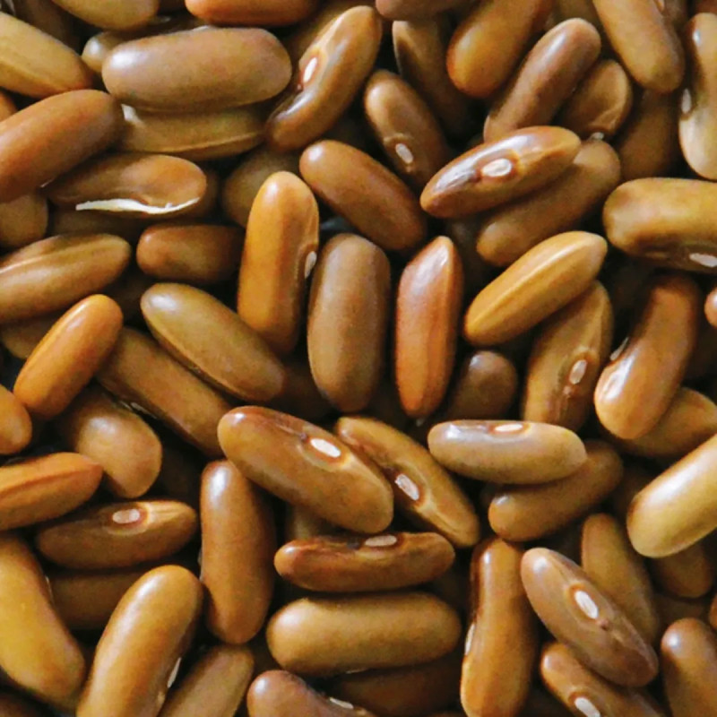 Haricot à rames 'Monte Gusto' - Phaseolus | Achat direct au producteur