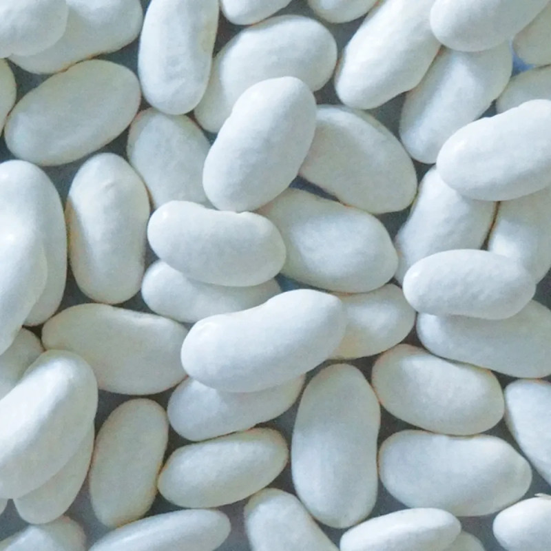 Haricot mangetout 'Neckarkönigin' BIO - Phaseolus | Achat producteur