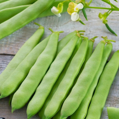 Haricot nain 'Canadian Wonder' - Phaseolus | Achat producteur